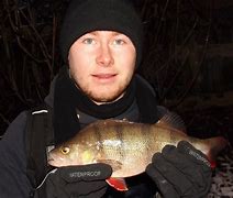 Image result for Saltwater Perch