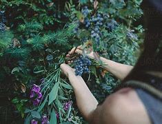 Image result for Plant Collecting