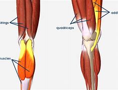 Image result for Meniscus Stress