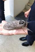 Image result for Giant Red Moth