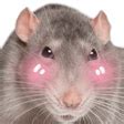 Image result for Discord Rat Emoji PNG