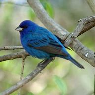 Image result for Iowa Birds