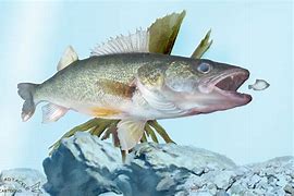 Image result for Fishing Lure Background