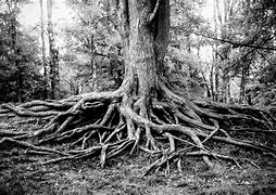 Image result for Black and White Tree with Roots