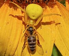 Image result for Arizona Crab Spider