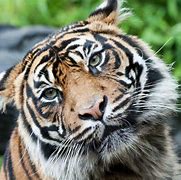 Image result for Smiley Tiger