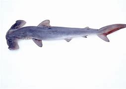 Image result for Gaint Hammerhead Shark