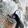 Image result for Vulture Eye