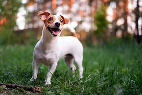 Image result for Mini Jack Dog