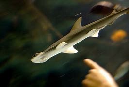 Image result for Baby Hammerhead