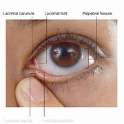 Image result for Lacrimal Papilla