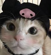 Image result for Cute Aesthetic Cat PFP