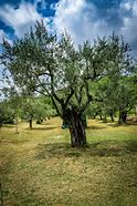 Image result for Olive Tree Aerial View