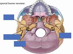 Image result for Body Foramen