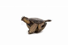 Image result for Calinder On Turtle Back