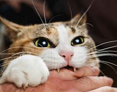 Image result for Cat Ear Bite