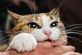 Image result for Cat Bite Cute