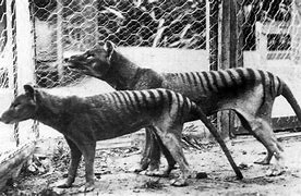 Image result for thylacine extinction photos