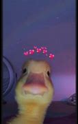 Image result for Duck Duck Goose Meme