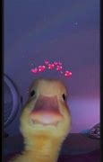 Image result for Meme Ducklok