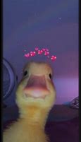 Image result for Duck Love Meme