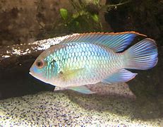 Image result for Pretty Fish