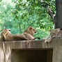 Image result for Male Lion with Cub Zoo