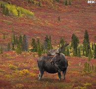 Image result for Tundra Forest Animals