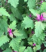 Image result for Female Spinach Plant