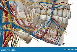 Image result for Alveolar Arches