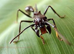 Image result for Bullet Ant Face