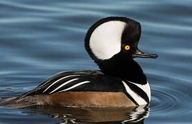 Image result for Hooded Merganser Duck Flying