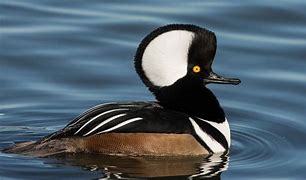 Image result for Hooded Merganser Duck Drawing