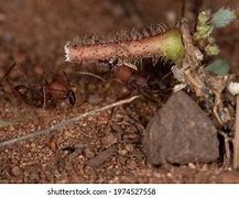 Image result for Genus Atta Ant