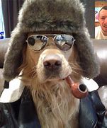 Image result for Dog with a Pepper Hat