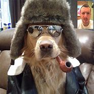 Image result for Hat for a Dog