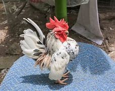 Image result for Chicken Serama Art