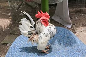 Image result for Malaysia Serama Chicken