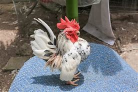 Image result for What Is a Serama Chicken