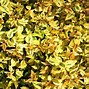 Image result for Bright Yellow Green Shrubs