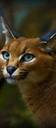 Image result for Caracal Cat Pet