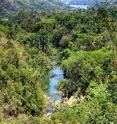 Image result for Cuba Jungle