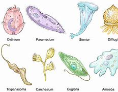 Image result for Small Protozoans