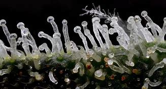 Image result for Weed Crystals