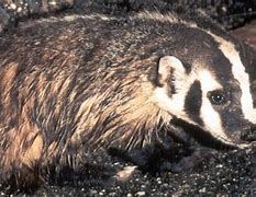 Image result for Common Badger