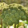 Image result for Un Bouquet Garni