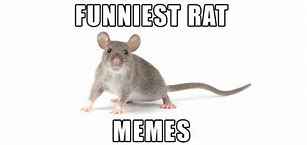 Image result for White Rat Meme