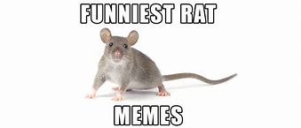 Image result for Rat in Hand Meme