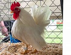 Image result for Serama Chicken Size Chart