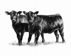 Image result for Angus Bull Clip Art